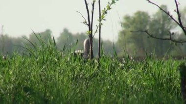 Grus kuşlar sabah erken saatlerde yemek için arıyor