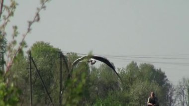 Grus kuşlar sabah erken saatlerde yemek için arıyor