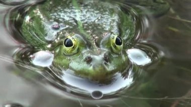 çiftleşme dönemi sürüngenler su hayvan kurbağa