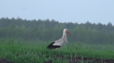 Grus erken yiyecek arıyor