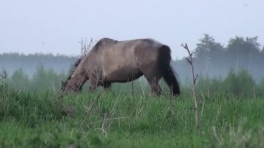 at çayırda orman hayvanları önce grazes.