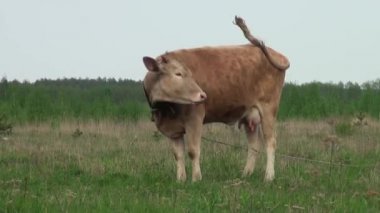 Çayırda büyük boynuzlu inek