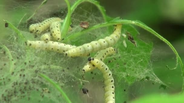 Les papillons de la chenille tissent une toile de feuilles d'insectes — Video