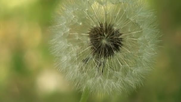 Grüne Blattblume von Raupen im Wald gefressen — Stockvideo