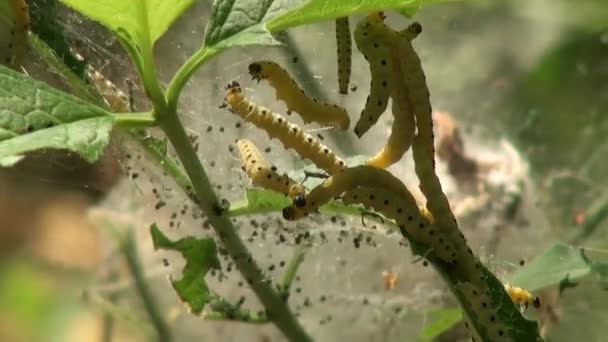 Traças Caterpillar tecer teia de folhas insetos animais — Vídeo de Stock