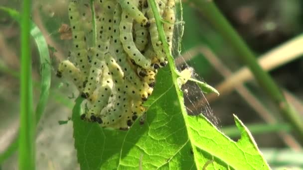 Caterpillar vlinders en weven web van bladeren insect dieren — Stockvideo