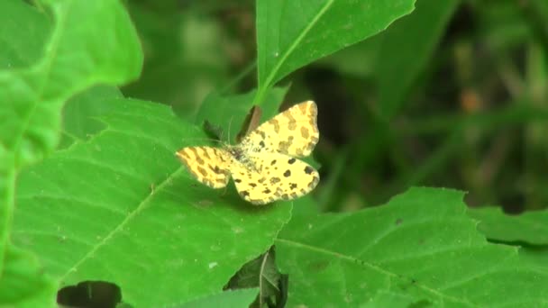 Gelber Schmetterling sitzt auf grünem Blattinsekt — Stockvideo