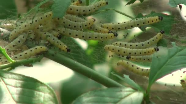 葉の昆虫動物の芋虫蛾織り web — ストック動画