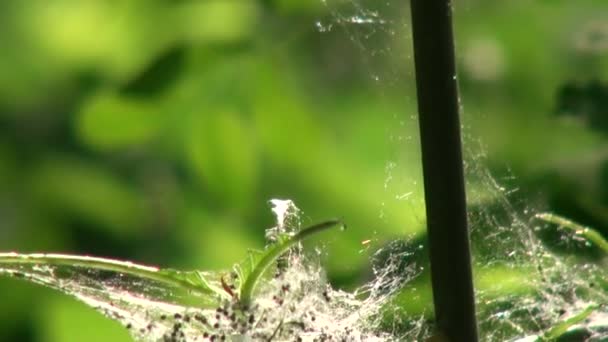 Les papillons de la chenille tissent une toile de feuilles d'insectes 