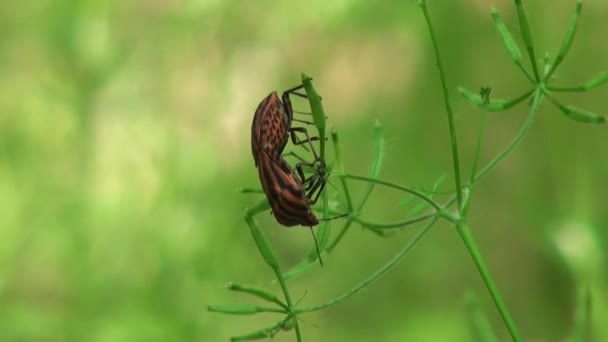 Błąd czerwony na linii obrońców ostrze owad trawa — Wideo stockowe