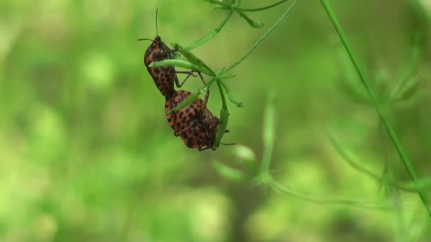 Bug rot auf Linie Verteidiger Halm von Grasinsekt — Stockvideo