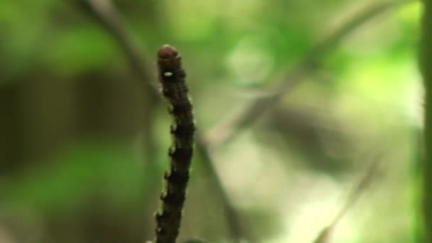 Les papillons de la chenille tissent une toile de feuilles d'insectes 