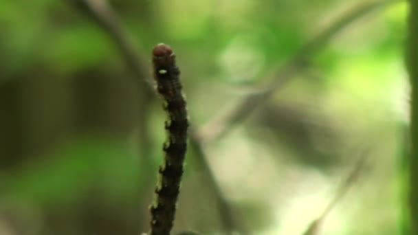 Polillas de oruga tejen telaraña de hojas animales de insectos — Vídeos de Stock