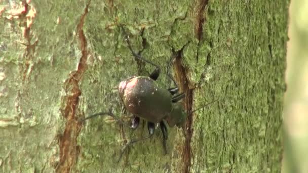 Ground Beetle pricked up her ears and looks forward insect — Stock Footage Ground Beetle pricked up her ears and looks forward insect Video Clip