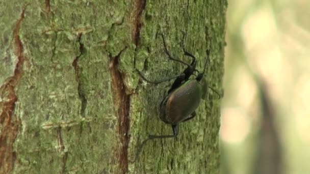 지상 딱정벌레 그녀의 귀를 찔 러 서와 곤충을 기대 — 비디오