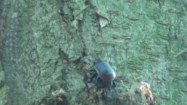 Ground Beetle espetou as orelhas e olha para a frente inseto — Vídeo de Stock