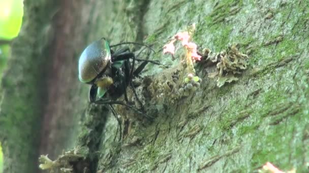 Ground Beetle pricked up her ears and looks forward insect — Stock Video