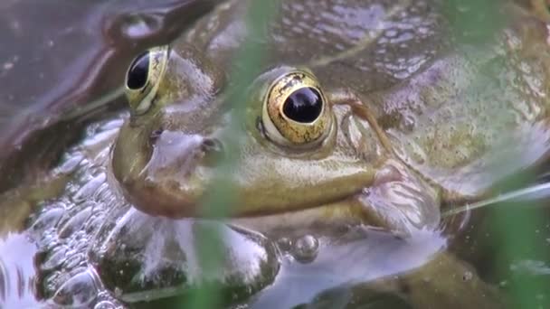 Žába páření období plazi vodní živočichové — Stock video