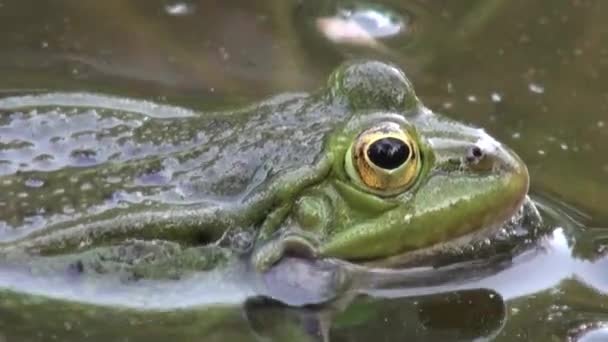 Rana periodo di accoppiamento rettili animali d'acqua — Video Stock