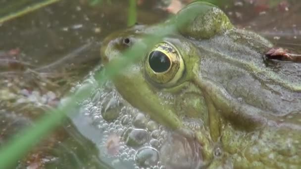 Período de apareamiento de ranas reptiles animales acuáticos — Vídeos de Stock