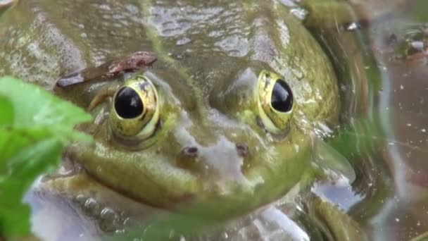 Grenouille période d'accouplement reptiles animaux aquatiques — Video