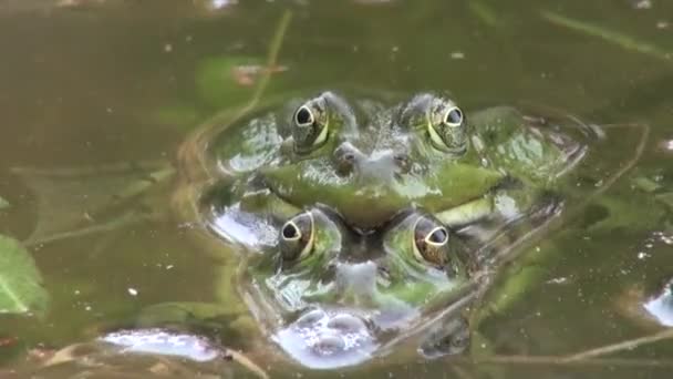 Водные животные периода спаривания лягушек — стоковое видео