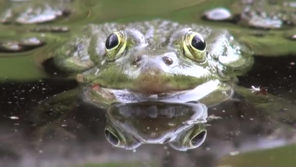 Período de acasalamento rã répteis animais da água — Vídeo de Stock