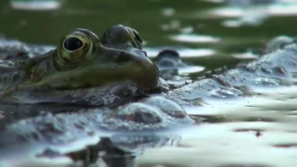 Çiftleşme dönemi sürüngenler su hayvan kurbağa — Stok video