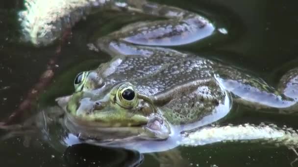 Водные животные периода спаривания лягушек — стоковое видео