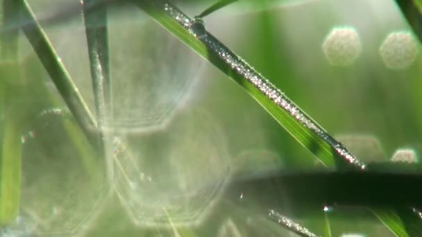 Folha verde Flor comida por lagartas na floresta — Vídeo de Stock