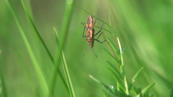 Bug em uma linha defensores lâmina de animais de grama — Vídeo de Stock