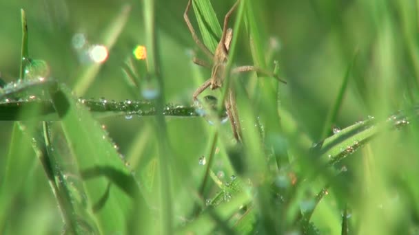 Petite araignée assise sur une notice, et se prélassant au soleil animaux insecte 