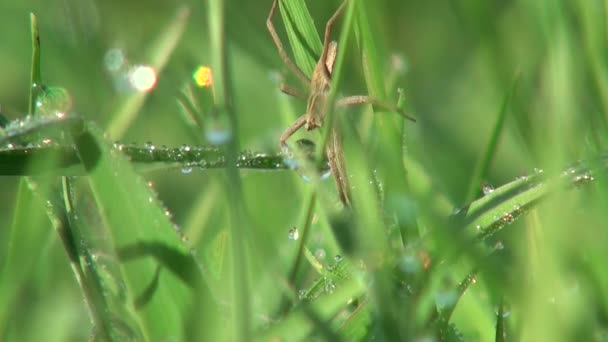 Pequena aranha sentada em um folheto e desfrutando do inseto dos animais do sol — Vídeo de Stock