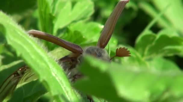 Maikäfer ist bereit für Insektenflug — Stockvideo