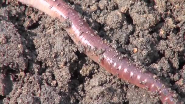 Regenwurm kriecht auf Nutztieren in die Erde — Stockvideo