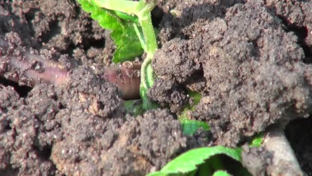 Gusano de tierra se arrastra en la tierra en los animales de granja — Vídeo de stock