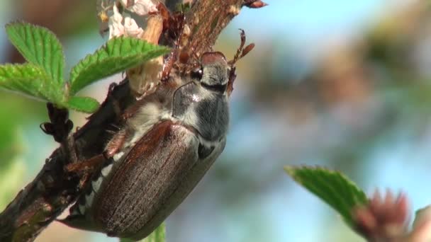 May beetle eats the leaves chafer animals — Stock Video