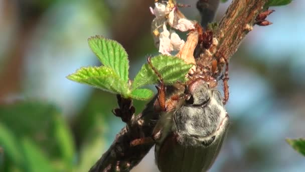 Μαΐου σκαθάρι τρώει τα φύλλα στρώση ζώα — Αρχείο Βίντεο