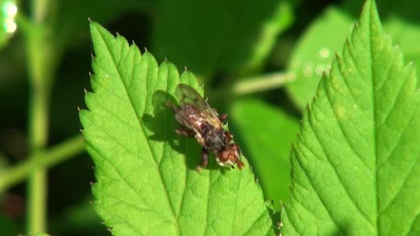 Mosca vermelha limpa suas asas em animais de folha verde inseto — Vídeo de Stock