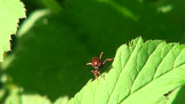 Red fly cleans its wings on green leaf animals insect — Stock Video