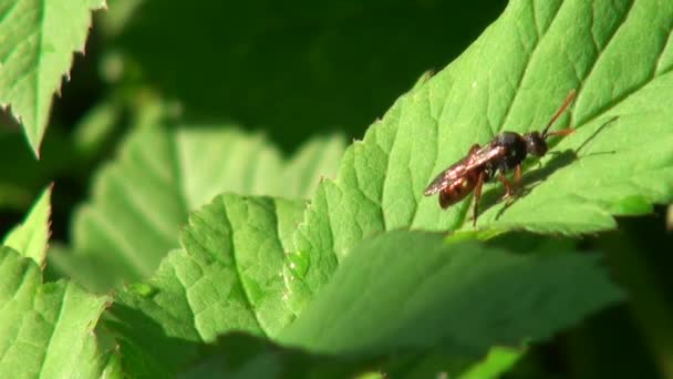Красная муха чистит свои крылья на зеленых листьях животных насекомых — стоковое видео
