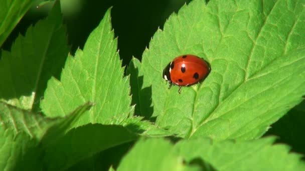Ladybug crawling on a leaf of grass insect animals — Stock Video