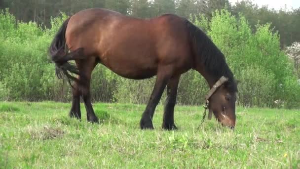 Pferd weidet auf Wiese vor Waldtieren — Stockvideo