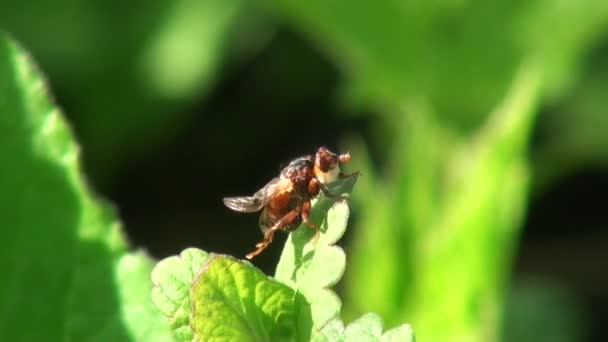 Rode vliegen reinigt haar vleugels op groene blad dieren insect — Wideo stockowe