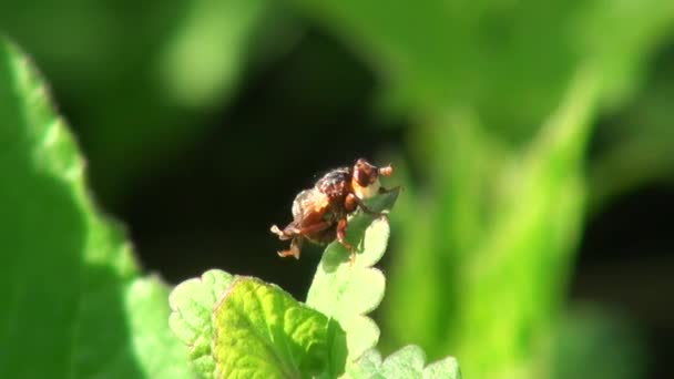 Rode vliegen reinigt haar vleugels op groene blad dieren insect — Stockvideo