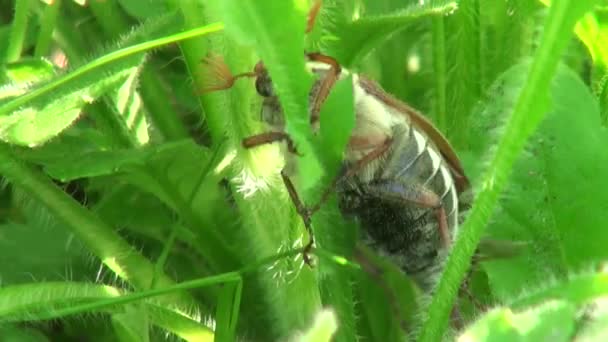 Μαΐου σκαθάρι τρώει τα φύλλα στρώση ζώα — Αρχείο Βίντεο