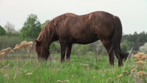 Cavallo pascola nel prato prima degli animali della foresta — Video Stock