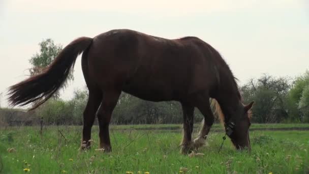 Pferd weidet auf Wiese vor Waldtieren — Stockvideo