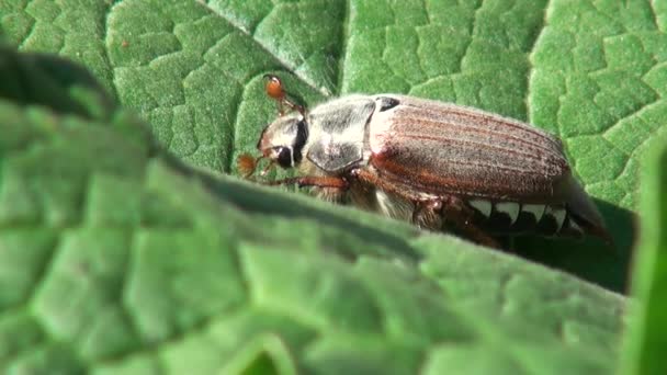 5 月カブトムシを食べる葉コガネムシ動物 — ストック動画