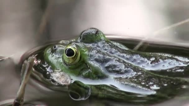 Grenouille période d'accouplement reptiles animaux aquatiques — Video